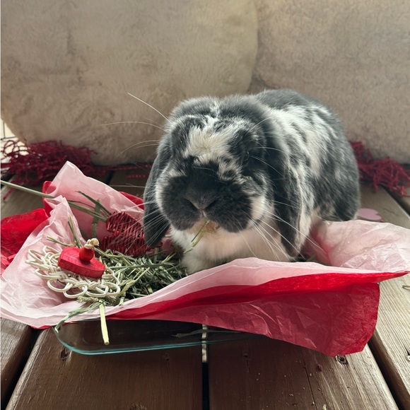 Meet your Posher, Dana - Picture 1 of 1